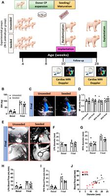 Reconstruction of the Swine Pulmonary Artery Using a Graft Engineered With Syngeneic Cardiac Pericytes